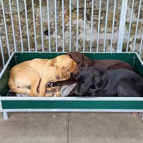 Bild von Quailhollow Kennels LTD
