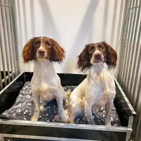 Bild von Quailhollow Kennels LTD
