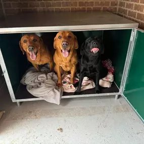 Bild von Quailhollow Kennels LTD