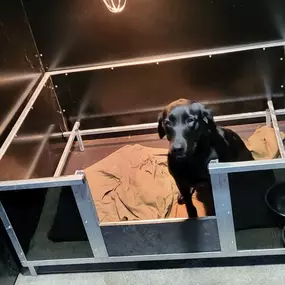 Bild von Quailhollow Kennels LTD