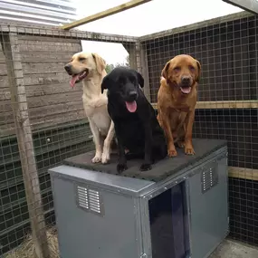 Bild von Quailhollow Kennels LTD