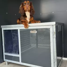 Bild von Quailhollow Kennels LTD