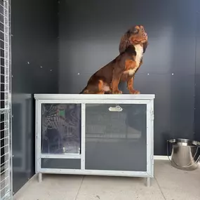 Bild von Quailhollow Kennels LTD