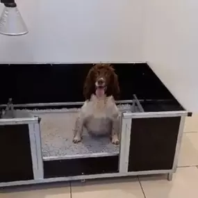 Bild von Quailhollow Kennels LTD