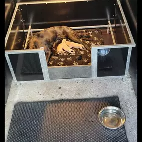 Bild von Quailhollow Kennels LTD