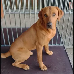 Bild von Quailhollow Kennels LTD