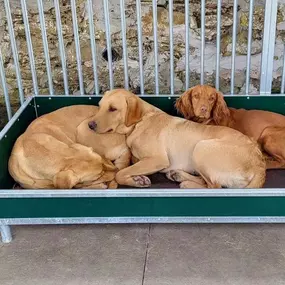 Bild von Quailhollow Kennels LTD