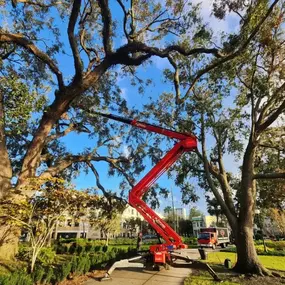 Tree trimming in tight canopy zones using specialized lift equipment.