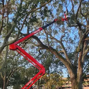 High-reach lift trimming for large tree canopy management in Jacksonville.