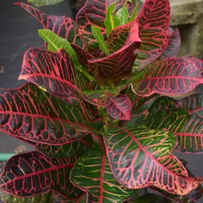 Bild von Peters Croton Nursery