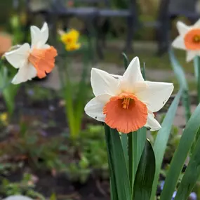 Bild von Tobias Becker Gartenservice