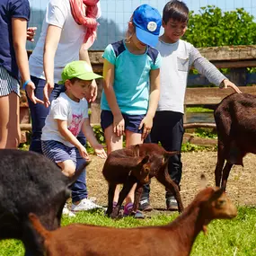 visita-queseria-animales-asturias-villaviciosa.jpg