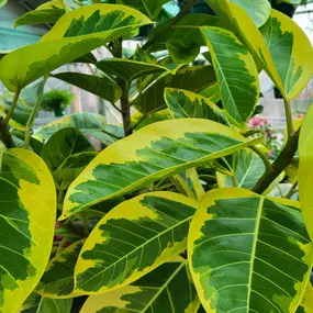 Bild von Cavacini Landscaping & Garden Center