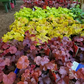 Bild von Cavacini Landscaping & Garden Center