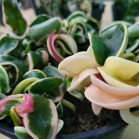 Bild von Cavacini Landscaping & Garden Center