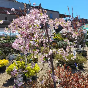 Bild von Cavacini Landscaping & Garden Center