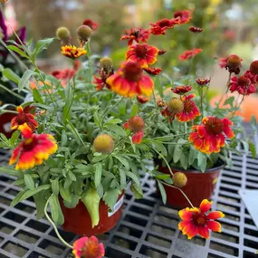 Bild von Cavacini Landscaping & Garden Center