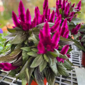 Bild von Cavacini Landscaping & Garden Center