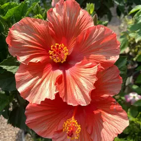 Bild von Cavacini Landscaping & Garden Center