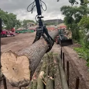 Large tree removals, including hazardous ones.