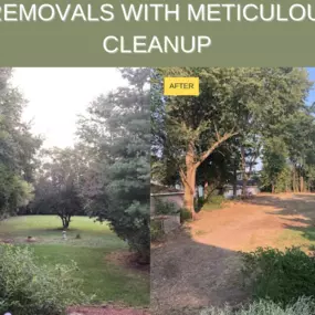 Before and after tree removals, leaving your propertyn meticulous shape.