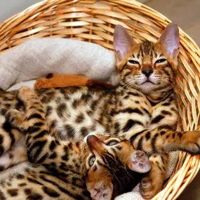 Bild von Dreamcoats Bengals