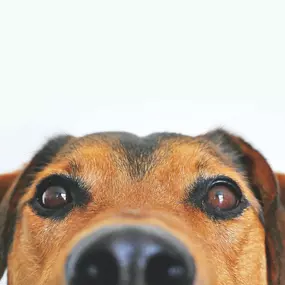 Bild von Il Fido Custode - Cimitero e Cremazione Animali Milano