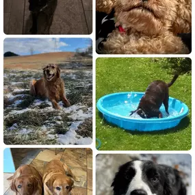 Today is National Puppy Day…. Here are our office pups