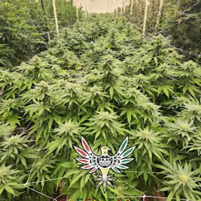 Bild von Green Farms Recreational + Medical Dispensary