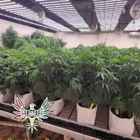 Bild von Green Farms Recreational + Medical Dispensary