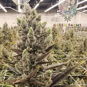 Bild von Green Farms Recreational + Medical Dispensary