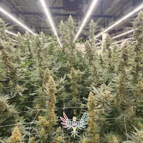 Bild von Green Farms Recreational + Medical Dispensary