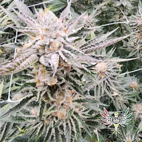 Bild von Green Farms Recreational + Medical Dispensary