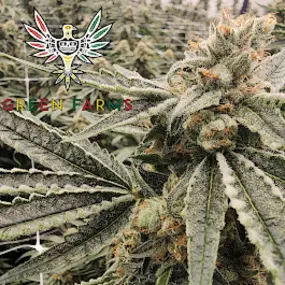 Bild von Green Farms Recreational + Medical Dispensary