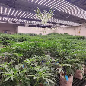 Bild von Green Farms Recreational + Medical Dispensary