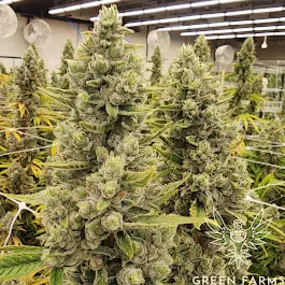 Bild von Green Farms Recreational + Medical Dispensary