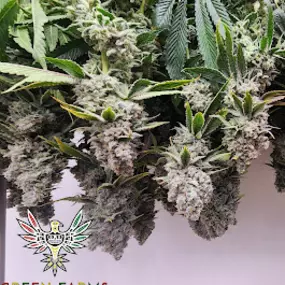 Bild von Green Farms Recreational + Medical Dispensary