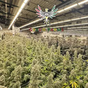 Bild von Green Farms Recreational + Medical Dispensary