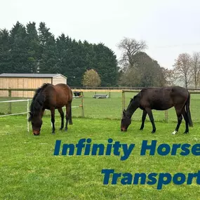 Bild von Infinity Horse Transport Warwickshire