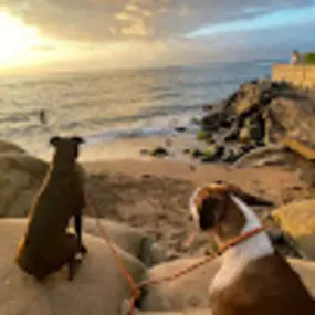 Bild von Maui Dog Whisperer