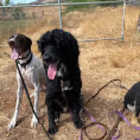 Bild von Maui Dog Whisperer