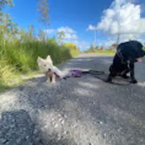 Bild von Maui Dog Whisperer