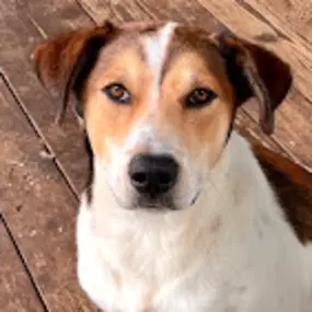 Bild von Maui Dog Whisperer