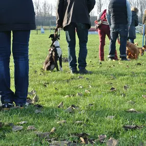 Bild von Dog-Profiler Hundeschule & Hundepension