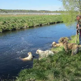 Bild von Dog-Profiler Hundeschule & Hundepension