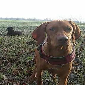 Bild von Dog-Profiler Hundeschule & Hundepension