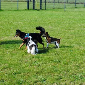 Bild von Dog-Profiler Hundeschule & Hundepension