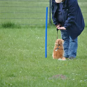 Bild von Dog-Profiler Hundeschule & Hundepension