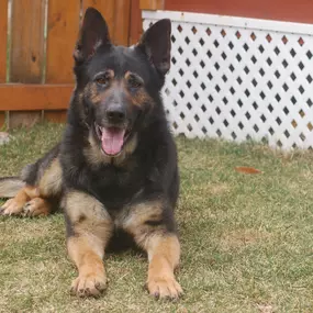 Bild von Command Control Protection Dogs