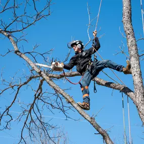 Bild von CBM Tree Services LLC